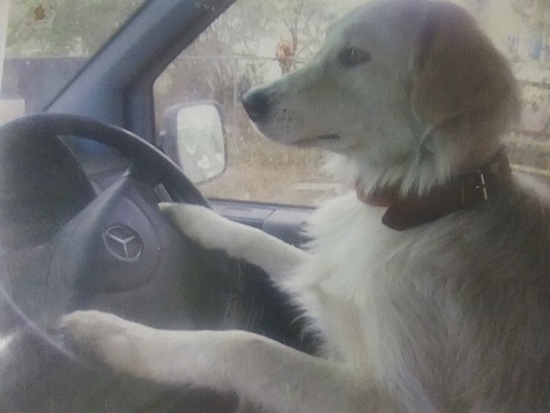 A large breed white furry dog with a thick brown leather collar in the drivers side of a Mercedes car with its front paws on the steering wheel.